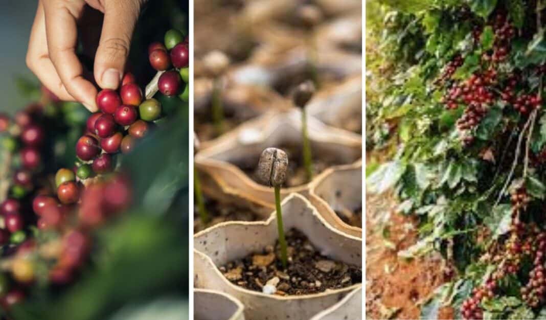 Como plantar café esse é o guia completo para um cultivo de sucesso