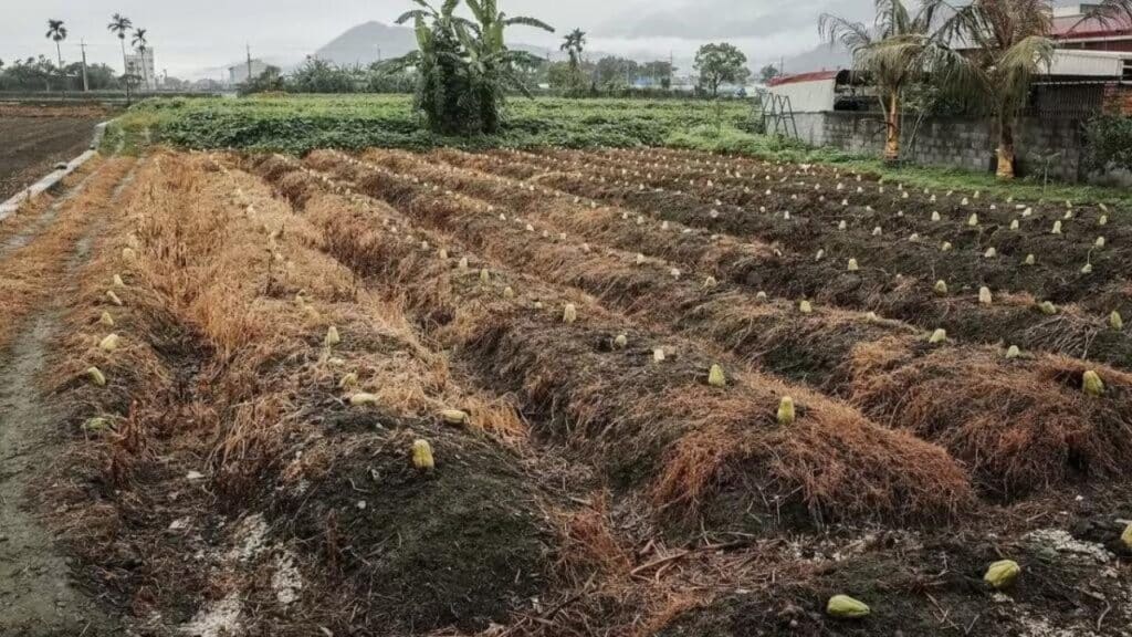 Preparando o solo para plantar chuchu