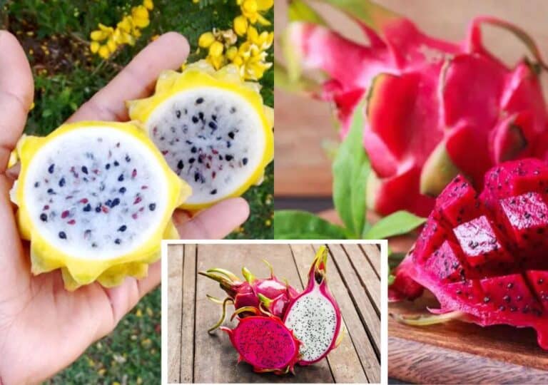 Como Plantar Pitaya Um Guia Especial Para O Cultivo De Frutas Tropicais Tudo Decora Es