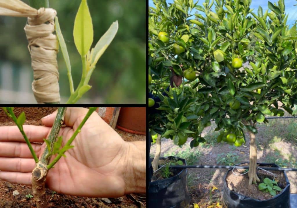 Enxerto de Laranja em um Pé de Limão