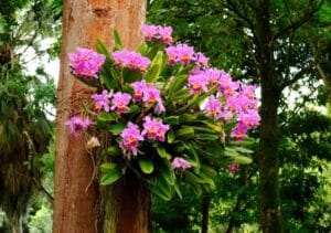 Orquídeas Epífitas