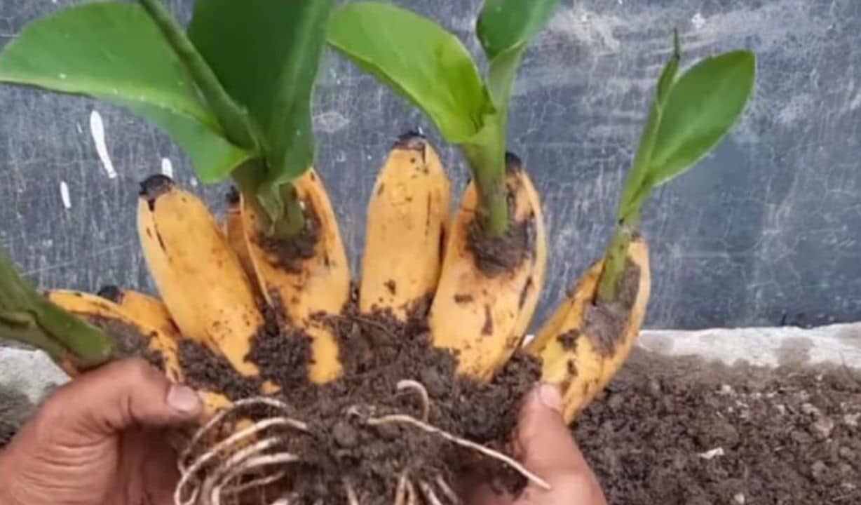 Como Plantar Banana a Partir da Fruta