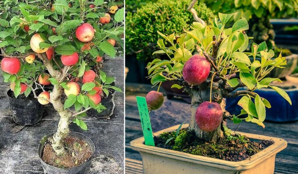 Cultivo de macieiras em vasos