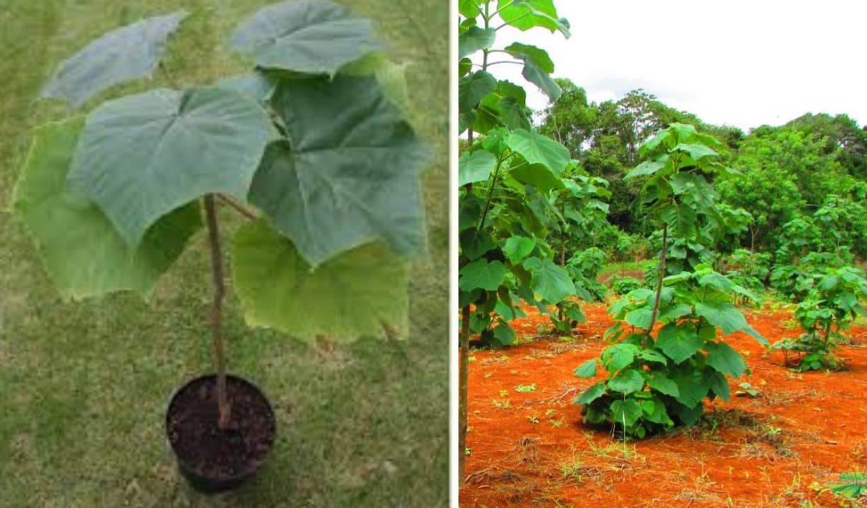 Plantio de Kiri no Brasil