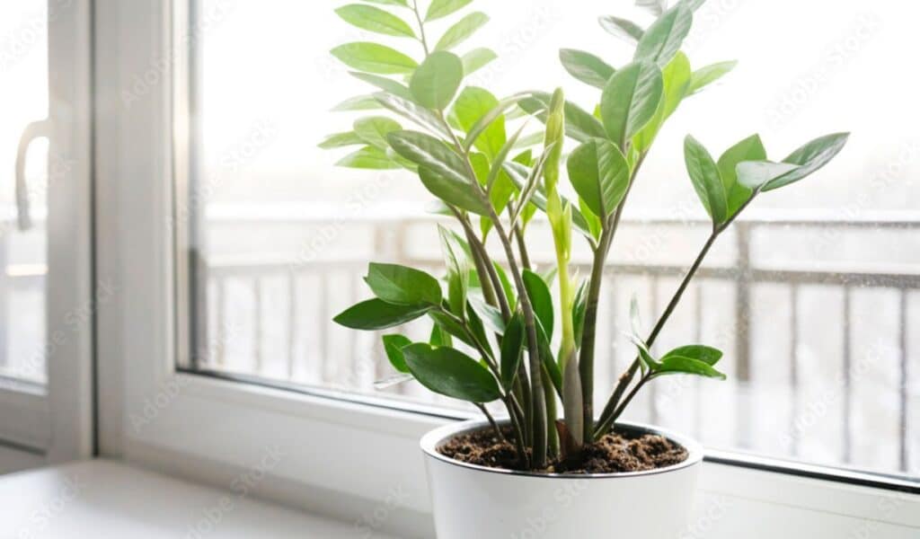 Zamioculcas