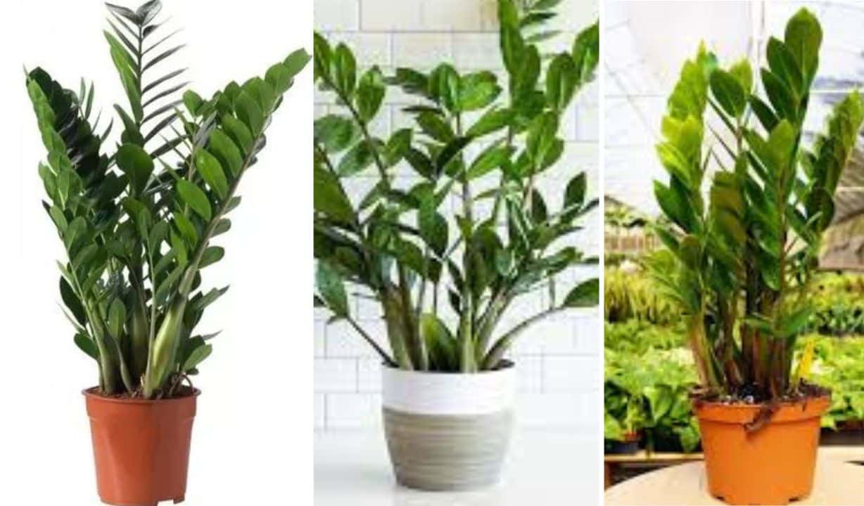 Zamioculcas Zamiifolia