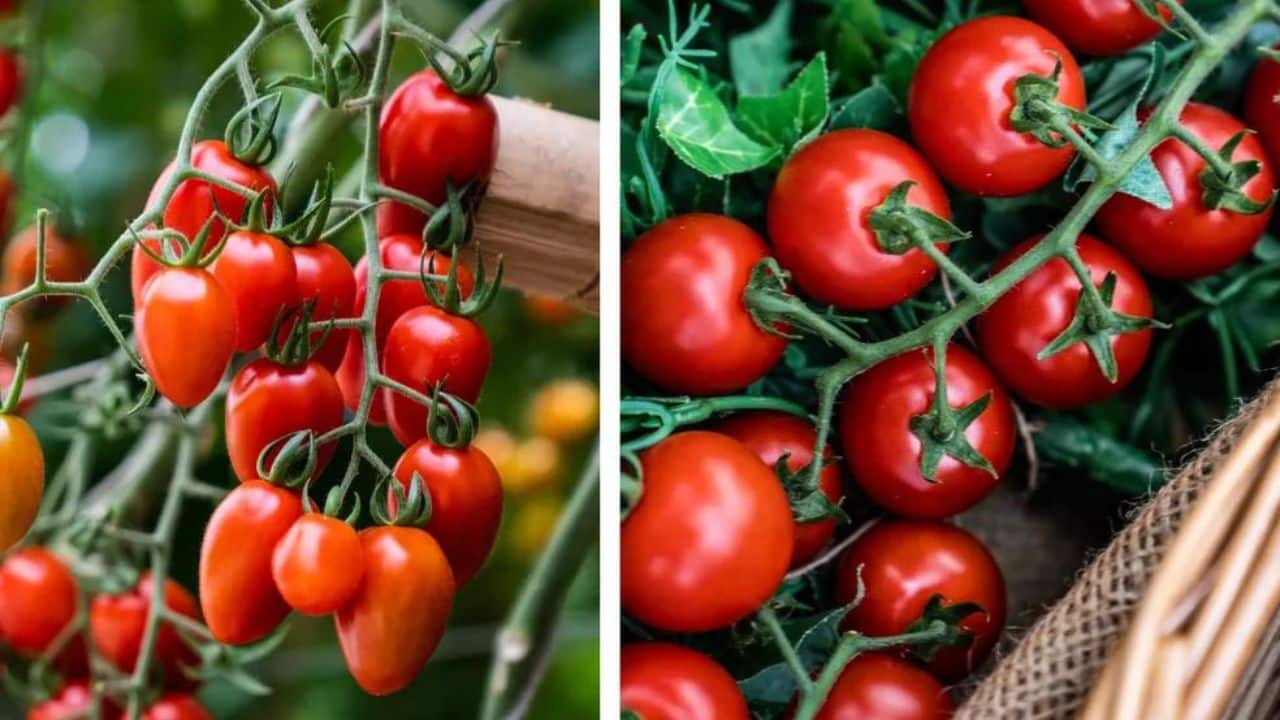 Tomate Cereja Orgânico